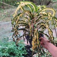 ราคา โกสน ลูกไม้ใหม่ ยังไม่มีชื่อ ต้นสายมา ต้นโกสน (12356200930)