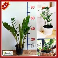 ราคา ต้นกวักมรกต กวักมรกต ไม้มงคลเรียกทรัพย์ ต้นไม้ฟอกอากาศ (9733013952)