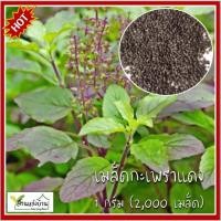 ราคา 1 กรัม (2,000 เมล็ด) เมล็ดกะเพราแดง กะเพราแดง เมล็ดกะเพรา กะเพรา กระเพรา กระเพราแดง (23482608701)