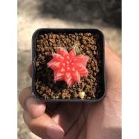 ราคา ยิมโนด่าง (Gymnocalycium ยิมโนคาไลเซียม) (3879139920)