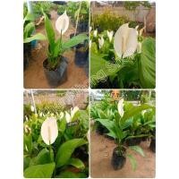 ราคา กวักเรียกทรัพย์/กวักเดหลี(1ต้น)ไม้มงคล/ไม้เรียกทรัพย์(สินค้าพร้อมส่ง) (12762455424)