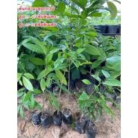 ราคา ต้นกล้ามะฮอกกานี มี2ขนาดให้เลือก (6856400919)