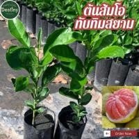 ราคา ต้นส้มโอแดงทับทิมสยาม(เพราะเมล็ด) (29022694907)