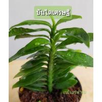 ราคา บันไดเศรษฐี กระถาง 2.5" นิ้ว (6818799569)