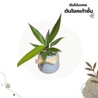 ราคา ต้นไม้ของขวัญ ต้นไม้โชคเก้าชั้น ต้นไม้มงคลพร้อมกระถาง ไม้มงคล กระถาง 5 นิ้ว ของขวัญ (27112697068)