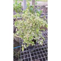 ราคา ต้น ข่อยญี่ปุ่นเลื้อย สายด่าง8นิ้วใหญ่ (28688694860)