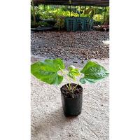 ราคา ต้นพันธุ์ ถั่วครก หรือ ถั่วขอ ถุงดำพร้อมปลูก 39 บาท หัวครก ถั่วมะขาม Velvet Bean ปลูกง่าย เลื้อยไกล อายุยืน ติดผลดก (24740053858)