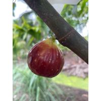 ราคา มะเดื่อฝรั่ง Fig พันธุ์ Black Israel (17764854019)