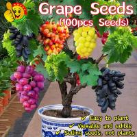 ราคา 100 เมล็ด เมล็ดพันธุ์ องุ่น Sweet Bonsai Grape Seeds กิ่งพันธุ์องุ่น เมล็ด เมล็ดบอนสี ต้นไม้ผลกินได้ เมล็ดพันธุ์ ต้นผลไม (29909641979)
