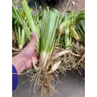 ราคา ต้นพันธุ์สาคูขาว สาคูโบราณ สาคู ชุด10 ต้น (42211289415)