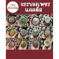 ราคา กระบองเพชร แคคตัสสวยๆ กระบองทอง (40053642092)