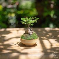 ราคา บอนไซจิ๋ว เพรมน่าเกาะหิน (4436658974)