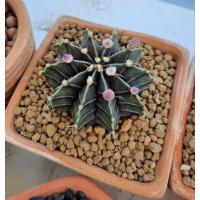 ราคา ยิมโนคาไลเซียม (Gymnocalycium) (19260841101)