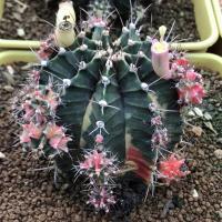 ราคา กระบองเพชร ยิมโนด่าง Emerald PTS ไม้ชำหน่อ แคคตัส ยิมโน cactus (11926362749)