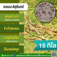 ราคา เมล็ดพันธุ์ข้าว ข้าวเจ้า หอมมะลิสุรินทร์ หอมสุรินทร์ นาปี ไวแสง หอมนุ่ม บรรจุ 15 กก. พร้อมปลูก คูลเกษตร KR59 (19096441209)
