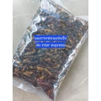 ราคา แมงกระชอนแช่แข็ง ส่งห้องเย็น (42419735938)