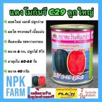 ราคา ตะวันต้นกล้า แตงโม กินรี C29 หมดอายุ 01/2570 ขนาด 40 กรัม ลูกใหญ่ ทรงกลมรี หวานกรอบ เนื้อแน่น (25683840785)