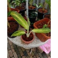 ราคา ต้นคฑาทองด่างเหลือง สวยๆ ครับ ในกระถาง6นิ้ว (11619931014)