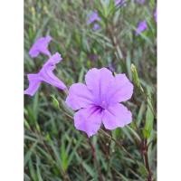 ราคา ต้นต้อยติ่งฝรั่ง ฟ้าประทานพร สีม่วง (42800031825)