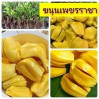 ราคา ต้นพันธุ์ขนุนเพชรราชา ทาบกิ่ง มีรากแก้วโตไวต้นแข็งแรงพร้อมปลูก (6850177081)