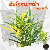 ราคา ต้นโกสน โกสนแซ่ม้า กระถาง 6 นิ้ว(ส่งพร้อมกระถาง)ไม้ประดับ จัดสวน (26191515465)