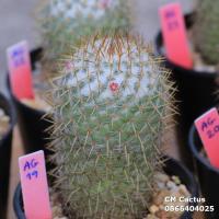 ราคา แมมโคลัมเบียน่า Mammillaria columbiana มีดอกทุกต้น เลือกต้นได้ ไม้ชุด 16 มกราคม 63 (4210132044)