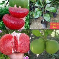 ราคา (2ต้น) ต้น ส้มโอ ต้นเตี้ย ต้นเสียบยอด ต้นส้มโอ ทับทิมสยาม ส้มโอทับทิมสยาม ต้นส้มโอทับทิมสยาม / happy (23531610426)