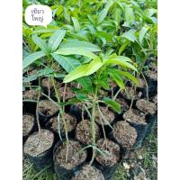 ราคา มะม่วงเขียวเสวยใหญ่ (เขียวมัน) (12468090658)