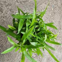 ราคา หญ้าปักกิ่ง หรือ หญ้าเทวดา (28959800428)