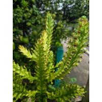 ราคา ยูโฟเบียแลคเทียสลัดไดด่าง ไม้ประดับบ้าน สวน คาเฟ่ ทนแดด ทนฝน ไม่ต้องดูแลเยอะ โตไว ต้นไม้ฟอกอากาศ (41117070578)