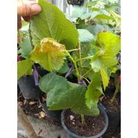 ราคา ต้นพันธุ์องุ่นไร้เมล็ดพันธุ์บิวตี้ชีลเลท (5645762126)