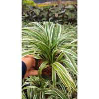 ราคา เศรษฐีเรือนนอก ไม้ประดับมงคล (25461123927)