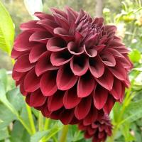 ราคา 1 หัว รักเร่ Dahlia สายพันธุ์ BLACK SATIN หัวรักเร่ ดอกดาร์เลีย (7278144112)