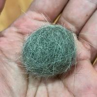 ราคา ขนแมว พันธุ์บริติชช็อตแฮร์ สีบลู ตัวเมีย WCF (25979166849)