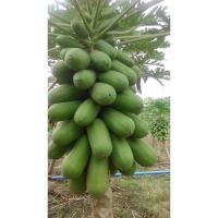 ราคา ต้นกล้า มะละกอฮอลแลนด์ ต้นละ 12บาท ซื้อ 10แถม 2ต้น พร้อมปลูก พันธุ์ดี ส่งแบบห่อตุ้มส่ง (29100162885)