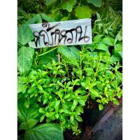 ราคา หญ้าหวาน หรือ สตีเวีย (Stevia) พืชสมุนไพรทางเลือกใหม่สำหรับใช้ทดแทนความหวานของน้ำตาล (28668337149)