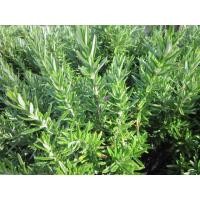 ราคา 30 เมล็ด โรสแมรี่Rosemary Herb (2016232810)