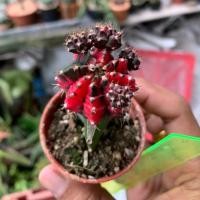 ราคา ยิมโนด่าง ดำชมพู กราฟตอ (2435246626)