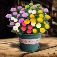 ราคา 100เม็ดปิงปองดอกเบญจมาศเมล็ดสี่ฤดูกาลกระถางดอกง่ายสดดอกไม้ในร่มระเบียงที่มีสีสันดอกไม้ปิงปองดอกเบญจมาศเมล็ด (10365867378)