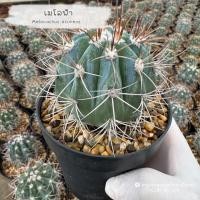 ราคา เมโลฟ้า Melocactus azureus (29218563986)