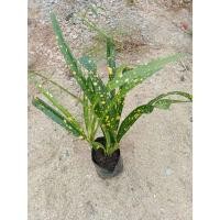 ราคา ต้นพันธุ์ โกสน แซ่ม้า แส้ม้า ถุงดำพร้อมปลูก 29บาท ช่วยดูดมลพิษทางอากาศ ทำให้อากาศสดชื่น (40170683408)