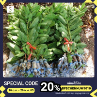 ราคา กิ่งพันธุ์ฝรั่งกิมจู 4-5เดือน ออกผล (4259196971)