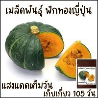 ราคา 5 เมล็ด ฟักทองญี่ปุ่น ผิวเขียว เนื้อมันและหนึบ ลูกขนาดกลาง (10998829294)
