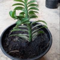 ราคา ต้นบันไดเศรษฐี กระถาง4นิ้ว (5820818648)