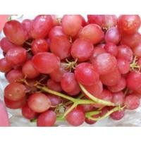 ราคา TOP-1องุ่นแดงไร้เมล็ด (1แพค/1กก.) Premium Red Grape (AUS/USA) ~ลดพิเศษ~ ก้านเขียว หวาน (องุ่นไร้เม็ด องุ่นนอก องุ่นสด) (8195632098)
