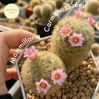 ราคา [ SEED6 ] เมล็ด แมม คามิเน่ Mammillaria Carmenae Seed แมมมิลลาเรีย แคคตัส กระบองเพชร cactus เมล็ดแคคตัส เพาะเมล็ด (17793372942)