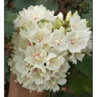 ราคา ต้นพุดตานญี่ปุ่นดอกสีขาวหอม (22171282904)