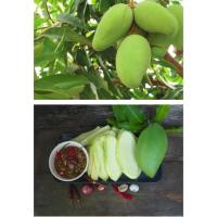 ราคา มะม่วงสามรส(มะม่วงมันเดือนเก้า)คัดเกรด+มีส่งด่วน มะม่วง3รส มะม่วง3รสดิบ มะม่วงดิบ มะม่วงสด มะม่วงมันเดือนเก้าสด (28316433030)