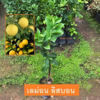 ราคา ต้นเลม่อน พันธุ์ เลม่อนลิสบอน (Lisbon Lemon) เลม่อนไร้เมล็ด กิ่งตอน ให้ผลไว 1ปี (รับประกัน ส่งใหม่ฟรี หากสินค้าเเสียหาย) (24860512567)