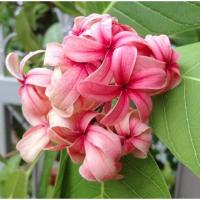 ราคา ต้นโมกหลวงชมพู ต้นติดดอก (21060296603)